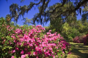 azaleas blooming